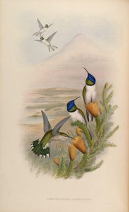Oreotrochilus chimborazo door John Gould